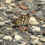 Large_Chequered_Skipper_2.jpg