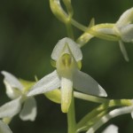 Lesser_Butterfly_Orchid_1.jpg