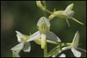 Lesser_Butterfly_Orchid_1_thumb.jpg