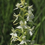 Lesser_Butterfly_Orchid_2.jpg