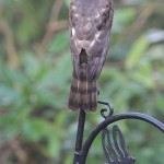 J01_4640-Sparrowhawk.jpg