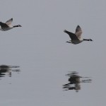 J14_0175-Canada-Geese.jpg