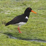 J14_0445-Oystercatcher.jpg