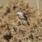 J14_0453-Whitethroat.jpg