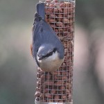 J14_0491-Nuthatch.jpg