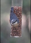 J14_0491-Nuthatch_thumb.jpg