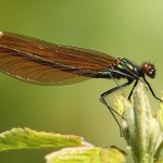 J14_0606-Calopteryx-virgo.jpg