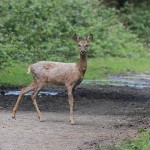 J14_0623-Roe-Deer-Doe.jpg