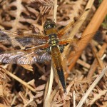 J14_0626-Libellula-quadrimaculata.jpg