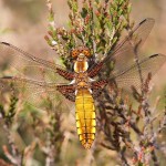 J14_0639-Libellula-depressa.jpg