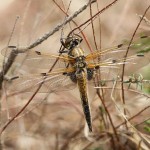 J14_0653-Libellula-quadrimaculata.jpg