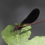 J14_1107-Copper-Demoiselle.jpg