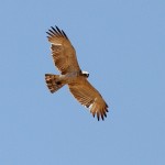 J14_1139-Booted-Eagle-maybe.jpg