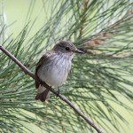 J14_1577-Spotted-Flycatcher.jpg