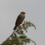 J14_1583-Corn-Bunting.jpg