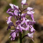 MG_4256-Military-Orchid.jpg