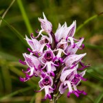 MG_4329-Monkey-orchid.jpg