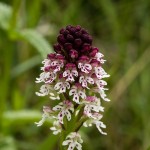 MG_4335-Burnt-Tip-Orchid.jpg