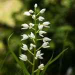 MG_4357-Narrow-leaved-Helleborine.jpg