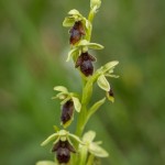 MG_4525-Aymonins-Ophrys.jpg