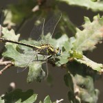 J14_1470-Yellow-Clubtail.jpg