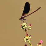 J14_1483-Copper-Demoiselle.jpg