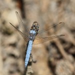 J14_1594-Southern-Skimmer.jpg