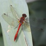 J14_2030-Ruddy-Darter.jpg