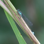 J14_2034-Blue-tailed-Damselfly.jpg