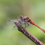 J14_2040-Ruddy-Darter.jpg