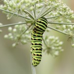 J14_2049-Swallowtail-caterpillar.jpg