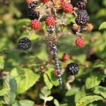 J14_2212-Migrant-and-blackberries.jpg