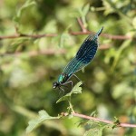 J14_2213-late-Banded-Demoiselle.jpg