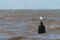 J16_0371-Seagull-with-the-right-idea.jpg