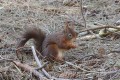 J16_0413-Red-Squirrel.jpg