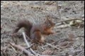 J16_0413-Red-Squirrel_thumb.jpg