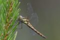 J17_1932-Highland-Darter.jpg