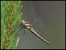 J17_1932-Highland-Darter_thumb.jpg