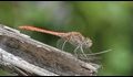 J17_1597-Desert-Darter_thumb.jpg