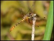 J19_1848 Australian Pygmyfly