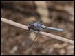 J19_2156 Orthetrum boumiera male