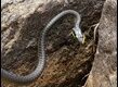 J19_2336-Snake-and-lunch_thumb.jpg