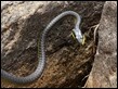 J19_2336 Snake and lunch