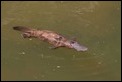 J19_2537 Duck-billed Platypus