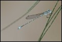 J19_2839 Austrolestes aridus