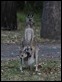 J19_2887 Kanga and Roo