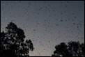 J19_3012 Fruit Bats and Moon