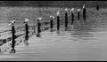 Gulls-preening-190361_thumb.jpg
