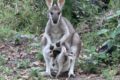 J19_3014-Pretty-face-Wallaby-and-joey.jpg