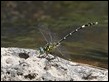 J19_3198 Austrogomphus amphiclitus